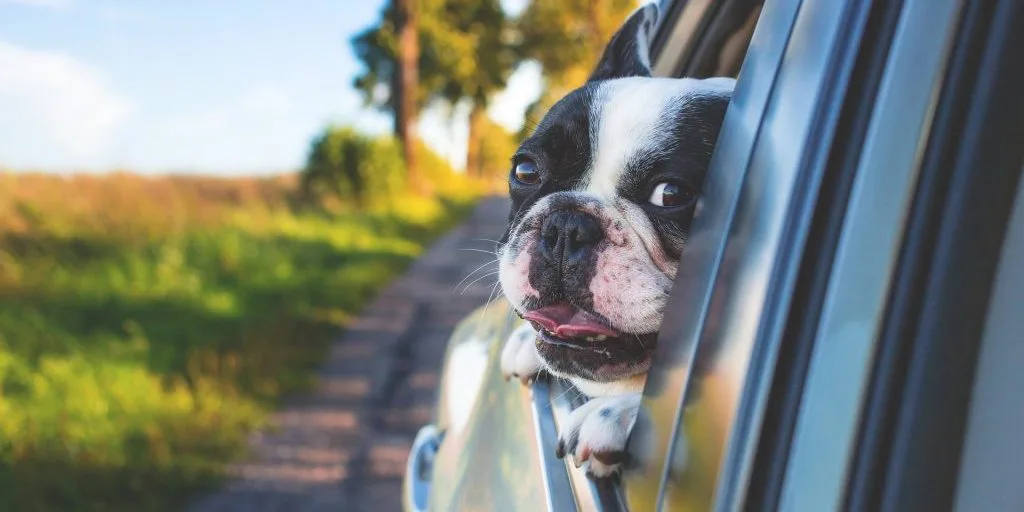 Autotransport Hund